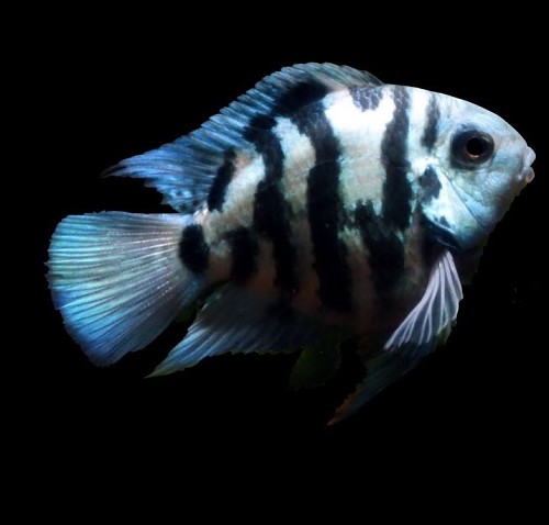 Polar blue parrot cichlid 5-6 cm